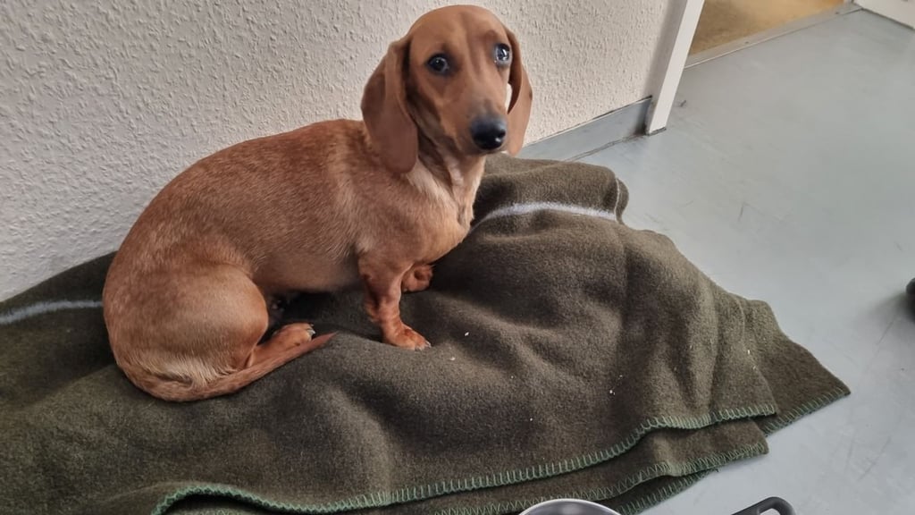 Diese Dackeldame wurde auf einem Autobahn-Rastplatz an der A9 von einem Urlauber gerettet.