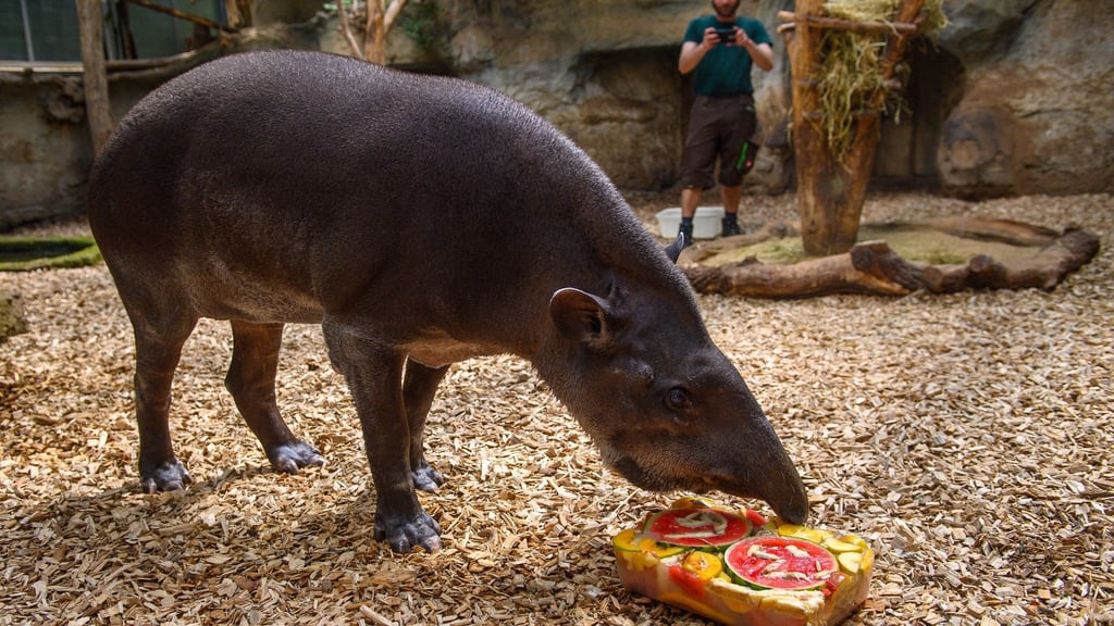 Flachlandtapir-Weibchen "Meta" leckt im Zoo Magdburg an einer Eisbombe auf der die Zahl 36 zu lesen ist.