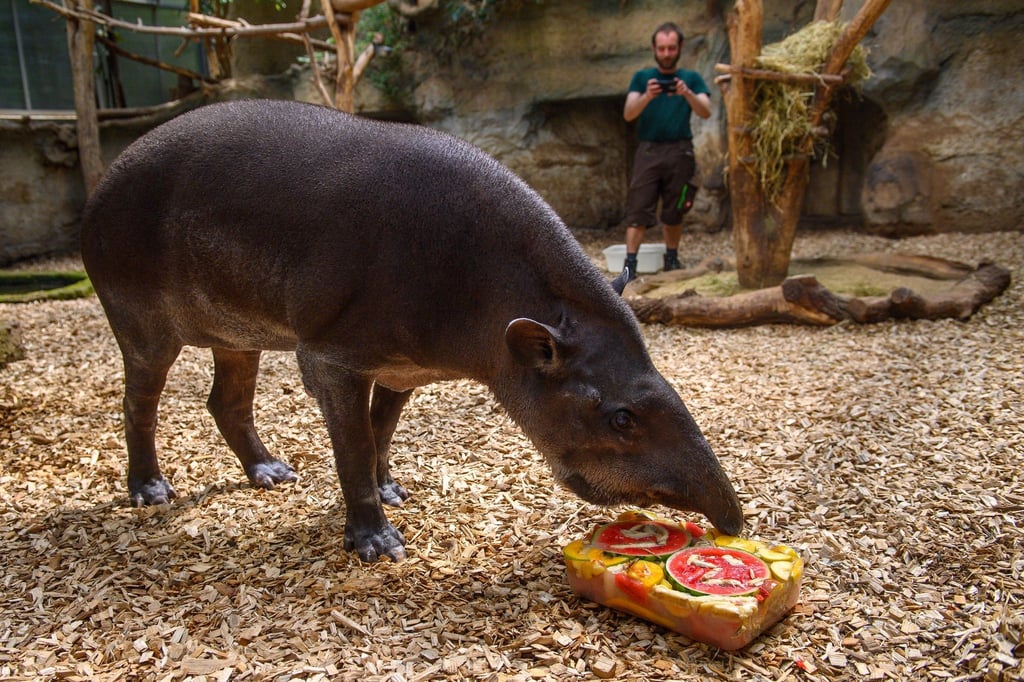 Flachlandtapir-Weibchen "Meta" leckt im Zoo Magdburg an einer Eisbombe auf der die Zahl 36 zu lesen ist.