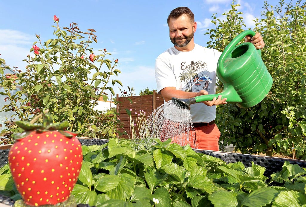 Ohne Wasser  gedeihen die Erdbeeren nicht, weiß Sebastian Reichert. Wie viele Kleingärtner in der Region hat der Bernburger in den vergangenen Wochen oft zur Gießkanne greifen müssen.