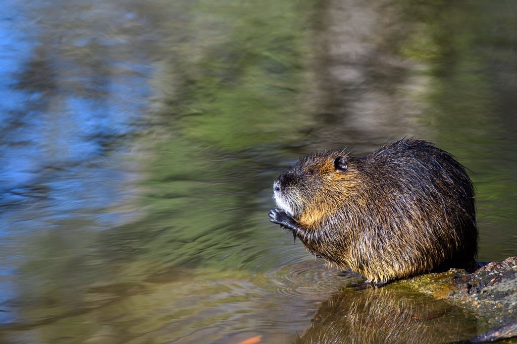 Nutria sind in Kalbe heimisch. Sie haben das Kabel für die Pumpe im Teich an der Gartenstraße durchbissen.