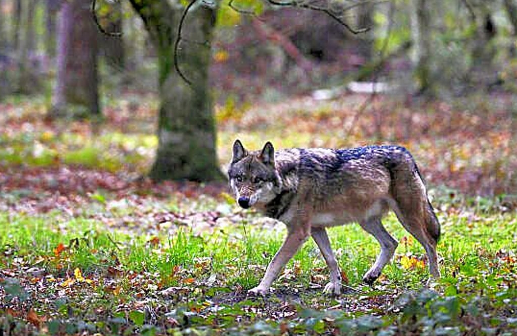 Mehrere Wölfe in Sachsen-Anhalt sind von einer folgenreiche Krankheit betroffen. Die Räude endete bereits für einige Tiere tödlich..