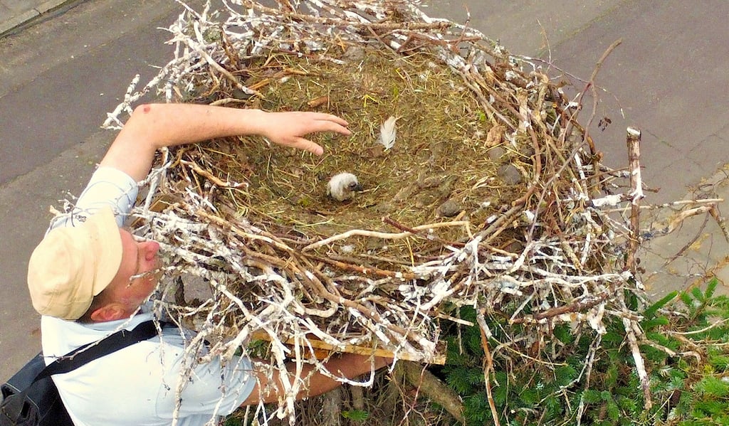 Michael Kaatz vom Storchenhof holte gestern die beiden Küken aus dem Rottenauer Nest, in dem sie nach dem Tod eines der Elterntiere kaum eine Überlebenschacen mehr hatten.