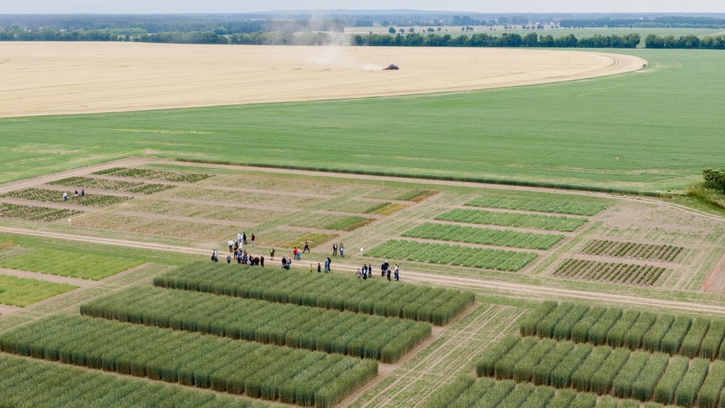 Zum Feldtag informieren sich gut 50 Besucher zu den Ergebnissen der Landesanstalt für Landwirtschaft und Gartenbau – diese sollen der Erwerbslandwirtschaft zu Gute kommen.