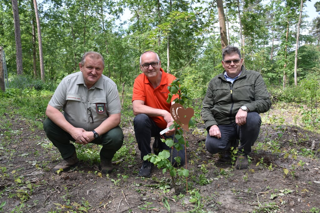 Torsten Nieth, Revierleiter Landeszentrum Wald (v.l.), Chefarzt Dr. Sven Seeger und Ricco Siersleben, Team Forsten und Landwirtschaft, vor einem der Bäume des Geburtenwaldes in der Dölauer Heide