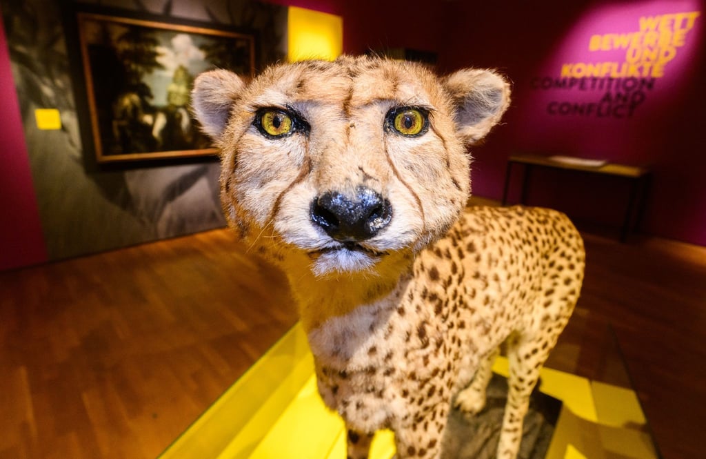Ein ausgestopfter Gepard steht in der Ausstellung „Tempo. Tempo! Tempo? Eine Geschichte der Geschwindigkeit“ im Landesmuseum Hannover.