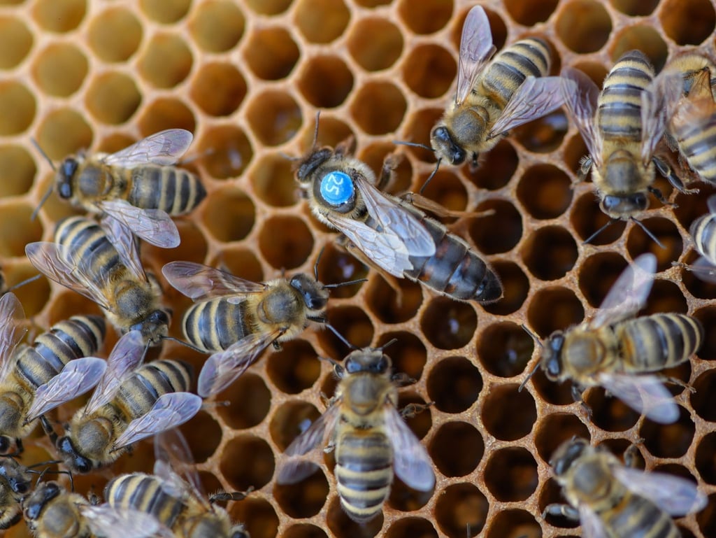 Symbolfoto - Beim Honigschleuderfest bei der Wanderimkerei Kolbe in Roßla kann man die Bienen hautnah erleben.