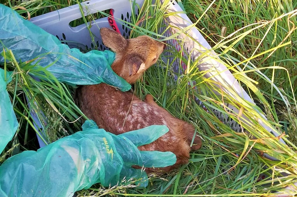 Die Kitze sind erst wenige Tage alt und können vorm Mähdrescher nicht flüchten. Deshalb werden sie vorübergehend zum Feldrand gebracht.