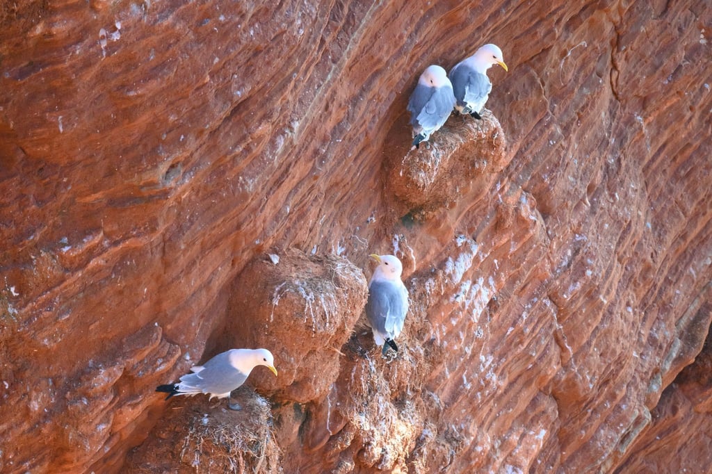 Dreizehenmöwen sitzen auf den roten Klippen (Lummenfelsen) auf Helgoland.