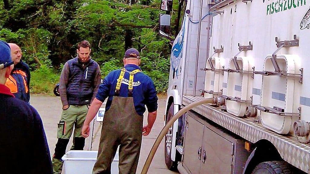 Der Sportanglerclub Parey/Elbe und Umgebung hatte 31 Kilogramm Aale mit zugewiesenen Gewässern erhalten.