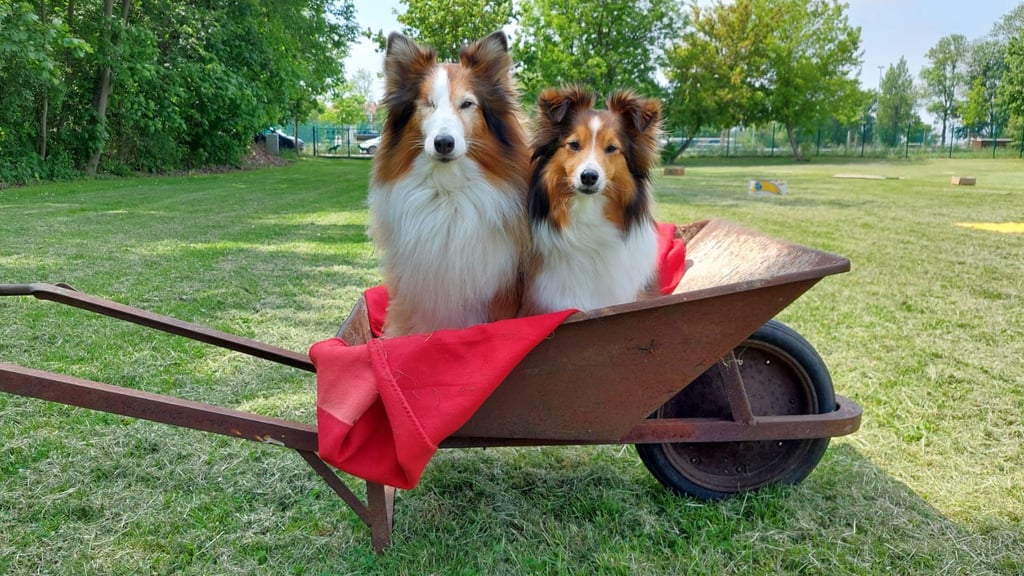 Ein Höhepunkt am Samstag ist das Schubkarrenrennen, bei dem Halter mit ihrem Hund in einer Schubkarre um die Wette fahren.