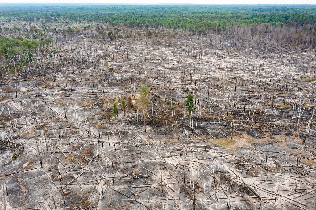 Eine verbrannte Waldfläche ist beim Waldbrand im Naturschutzgebiet auf ehemaligem Truppenübungsplatz bei Jüterbog zu sehen.