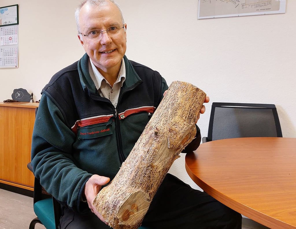 Helmut Jachalke ist Förster in Klötze. Er macht sich große Sorgen um die Kiefern in seinem Revier.