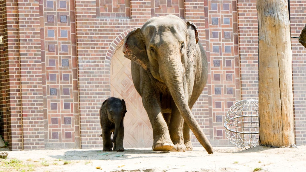 Elefantenkuh Kewa mit ihrer Tochter Zaya, die am Freitag im Zoo Leipzig getauft wurde.