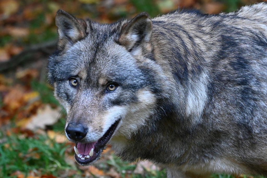 Noch darf der Wolf nicht gejagt werden, Sachsen-Anhalts Jäger wollen jetzt jedoch eine Ausnahme.