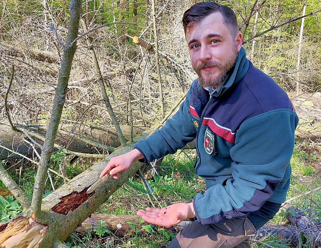 Lukas Wachsmann, Revierförster im Nationalpark Harz, zeigt eine Fichte, die dem Borkenkäfer zum Opfer gefallen ist.