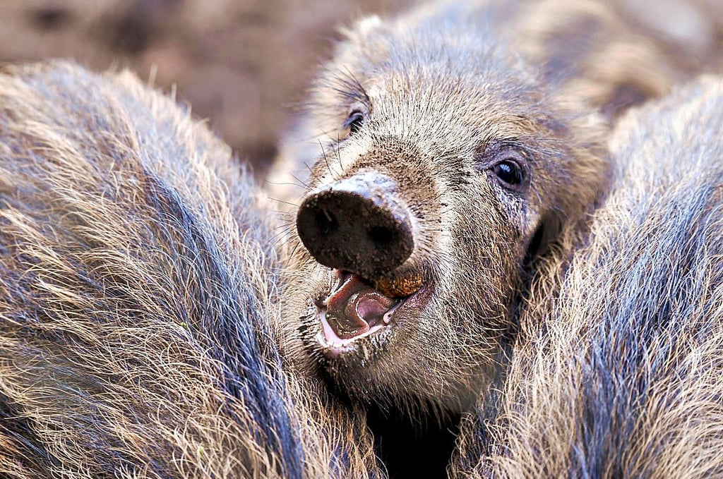 Junge Wildschweine sind in Roßlau in eine Lebendfalle geraten.