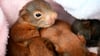 Wenige Tage alte Eichhörnchen-Babys in einer Eichhörnchen-Auffangstation bei Bamberg. Ihre Mutter ist überfahren worden.