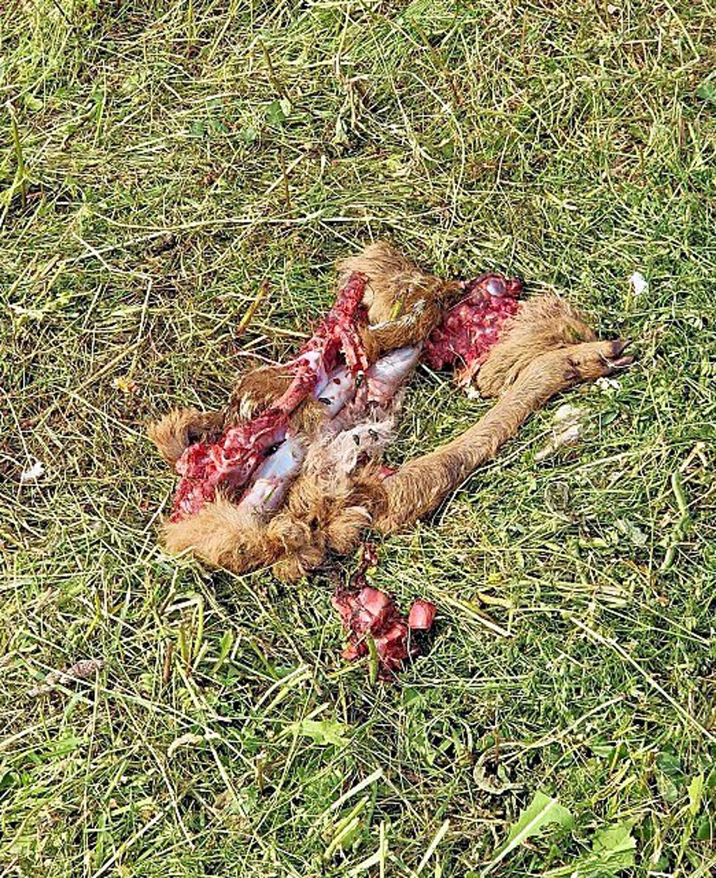 Die traurigen Überreste: Das Kitz ist vom Mähwerk getötet worden.
