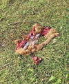 Die traurigen Überreste: Das Kitz ist vom Mähwerk getötet worden. 