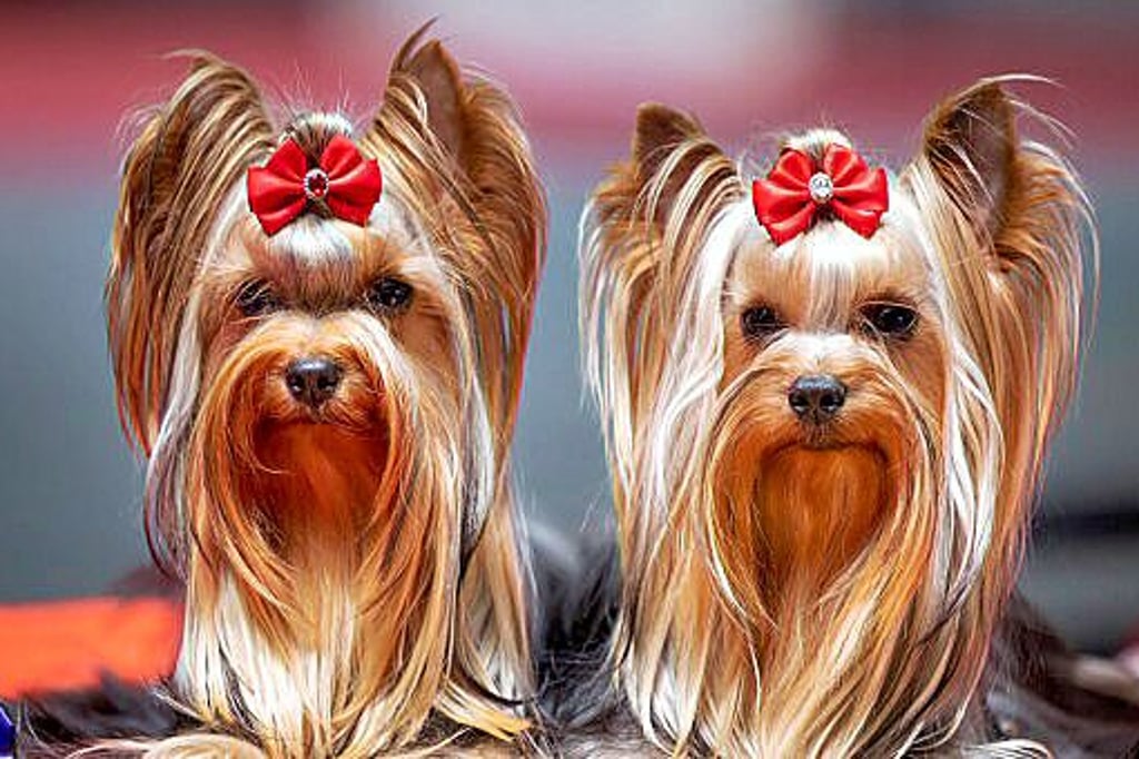 Für Hunde will die Hansestadt Stendal höhere Steuern kassieren.