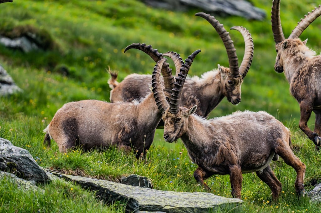 Seit eine Herde Steinböcke 1960 im Nationalpark Hohe Tauern ausgesetzt wurde, hat sich ihr Bestand sehr schnell entwickelt.