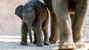 Zaya, der jüngste Elefant in der Herde des Zoo Leipzig, erkundet die Elefantenanlage.