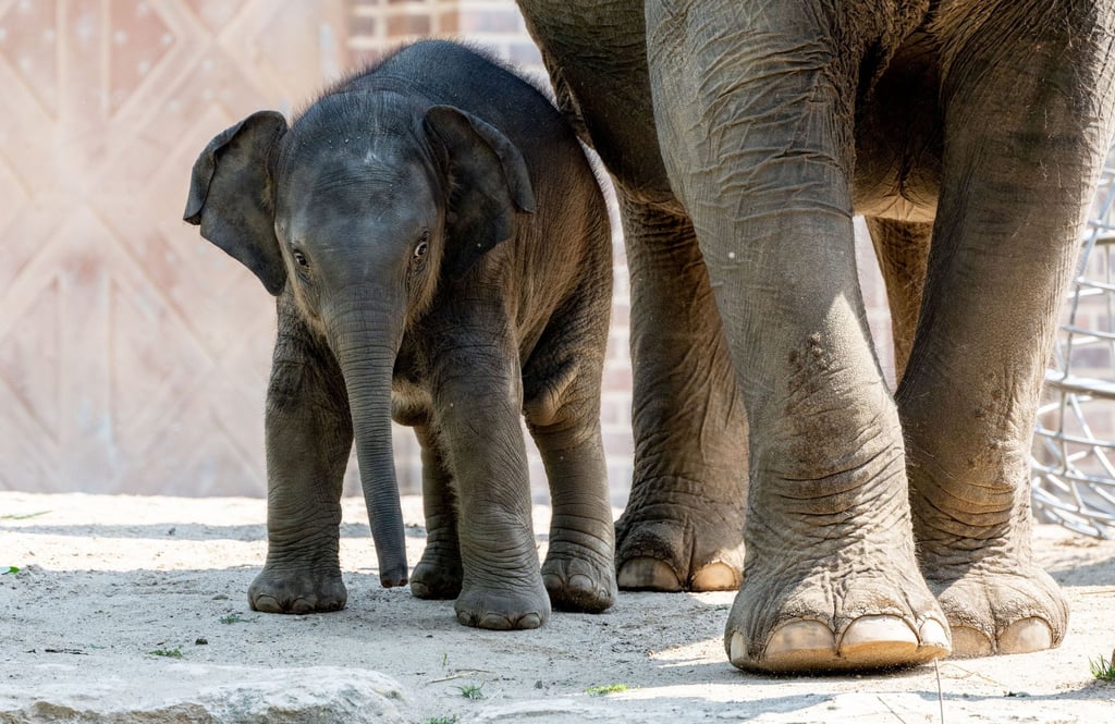 Zaya, der jüngste Elefant in der Herde des Zoo Leipzig, erkundet die Elefantenanlage.