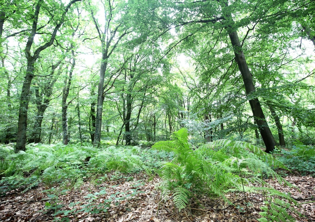 Beim ersten „langen Wochenende der Naturparke“ in NRW können Interessierte an Veranstaltungen teilnehmen. Etwa führen Radtouren durch den Naturpark Schwalm-Nette.