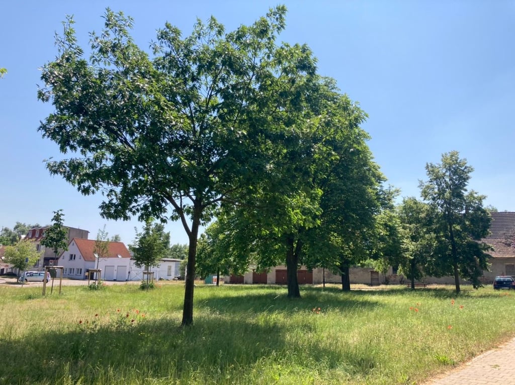 Blick auf den Dorfplatz in Sohlen. Hier soll ein Baum als „Willi-Polte-Eiche“ gekennzeichnet werden.