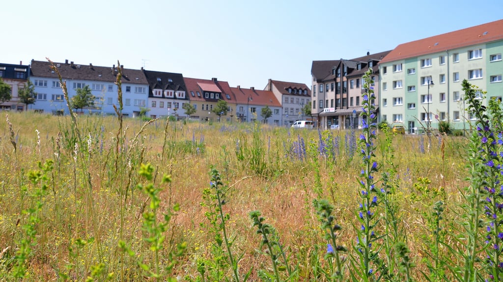 Wildkräuter statt altersgerechtes Wohnen – was ist aus dem Projekt geworden, das die Awo in Zerbst plante?