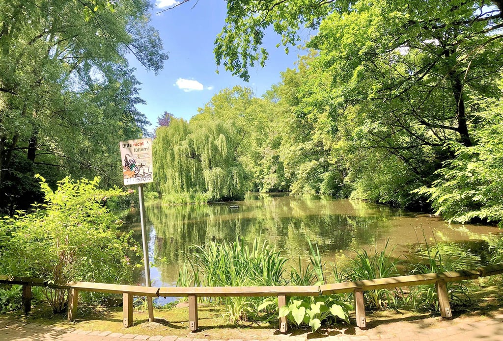 Heute sind es rund um den Schwanenteich, hier die Ansicht von der Ostseite wie bei dem alten Foto, viel mehr Bäume und Grün.