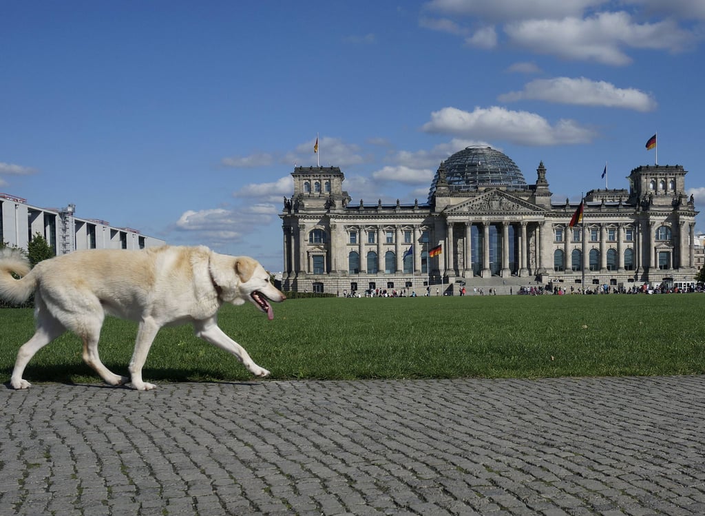 Wenn alles klappt, dürfen Hunde bald nicht nur vor dem Parlament bellen, sondern auch drinnen.