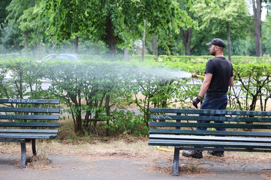 Ein Mitarbeiter des Bezirksamts Mitte wässert Pflanzen im Tiergarten.
