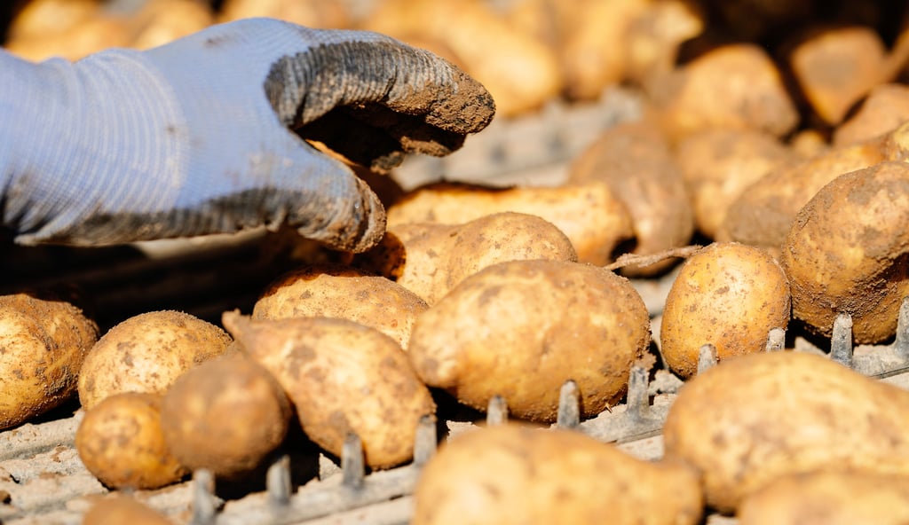 Die Kartoffeln, die in Wallstawe produziert werden, kommen vor Ort gleich in den Verkauf.
