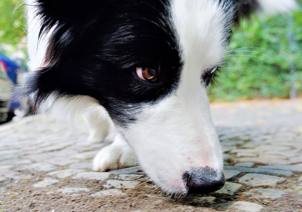 Was schnüffelt er denn da? In Blankenburg riecht es gewaltig nach einer Steuererhöhung für Hundehalter.