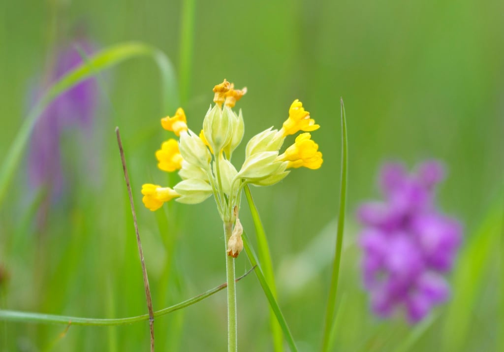 Eine "Wiesenschlüsselblume" steht in einem Naturschutzgebiet auf einer Wiese.