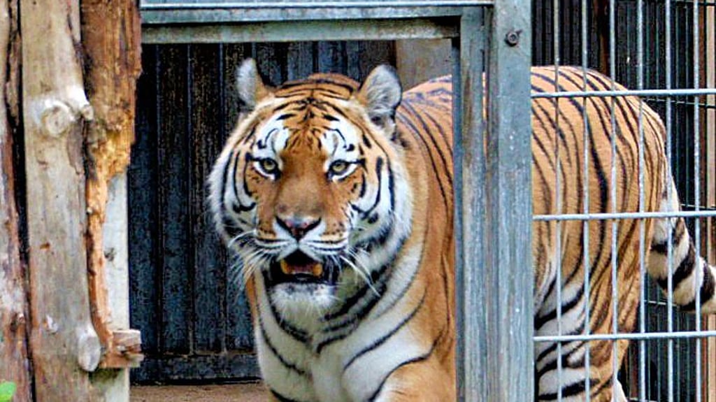Die Tiger im Stendaler Tiergarten gehören zu den Publikumslieblingen.