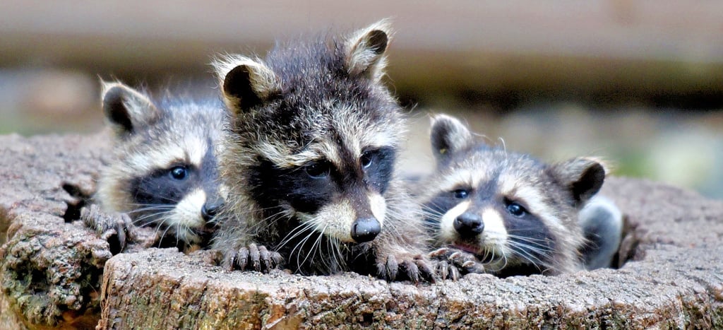 Diese drei Waschbärenjungen leben seit kurzem im Heimatnaturgarten Weißenfels.