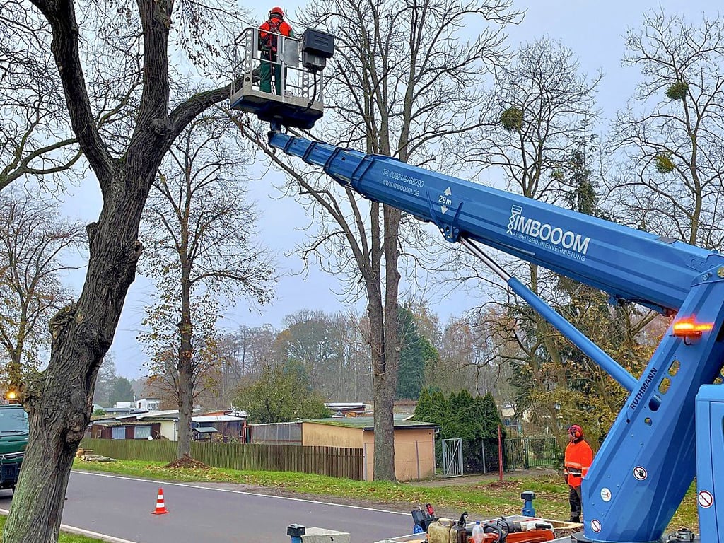 Bauhofmitarbeiter beim Rückschnitt eines Baumes.