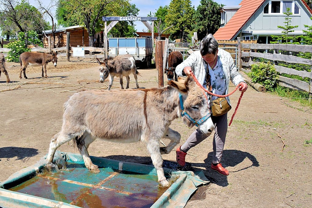 Kennenlernen vor der Tour: Eselfarm-Besucherin Edeltraut Becker schaffte es, Sir Lanzelot über das Wasserhindernis zu führen.