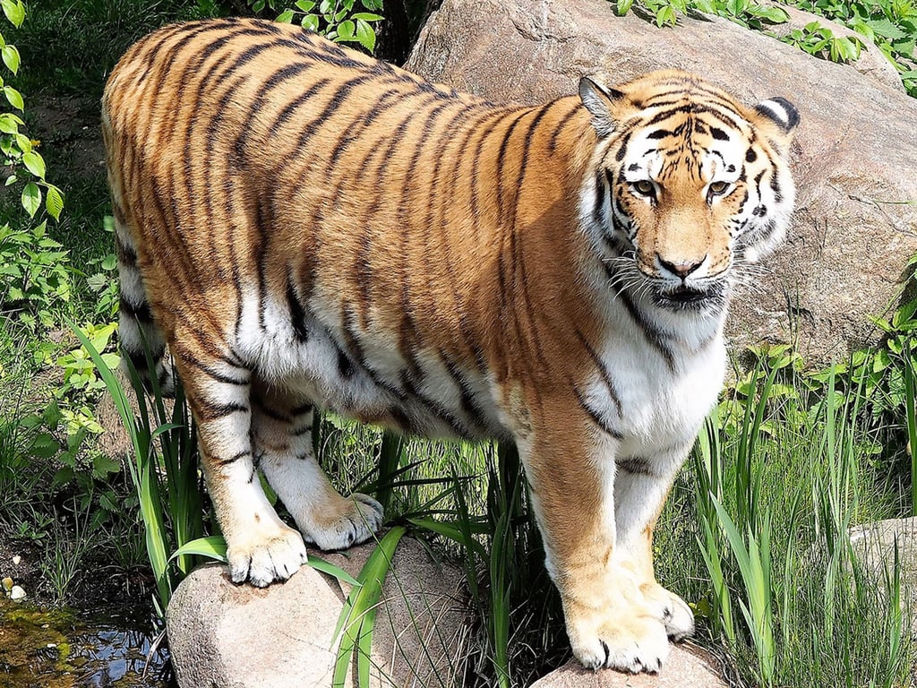 Die Amurtigerin „Bella“ an einem Wassergraben im Leipziger Zoo.