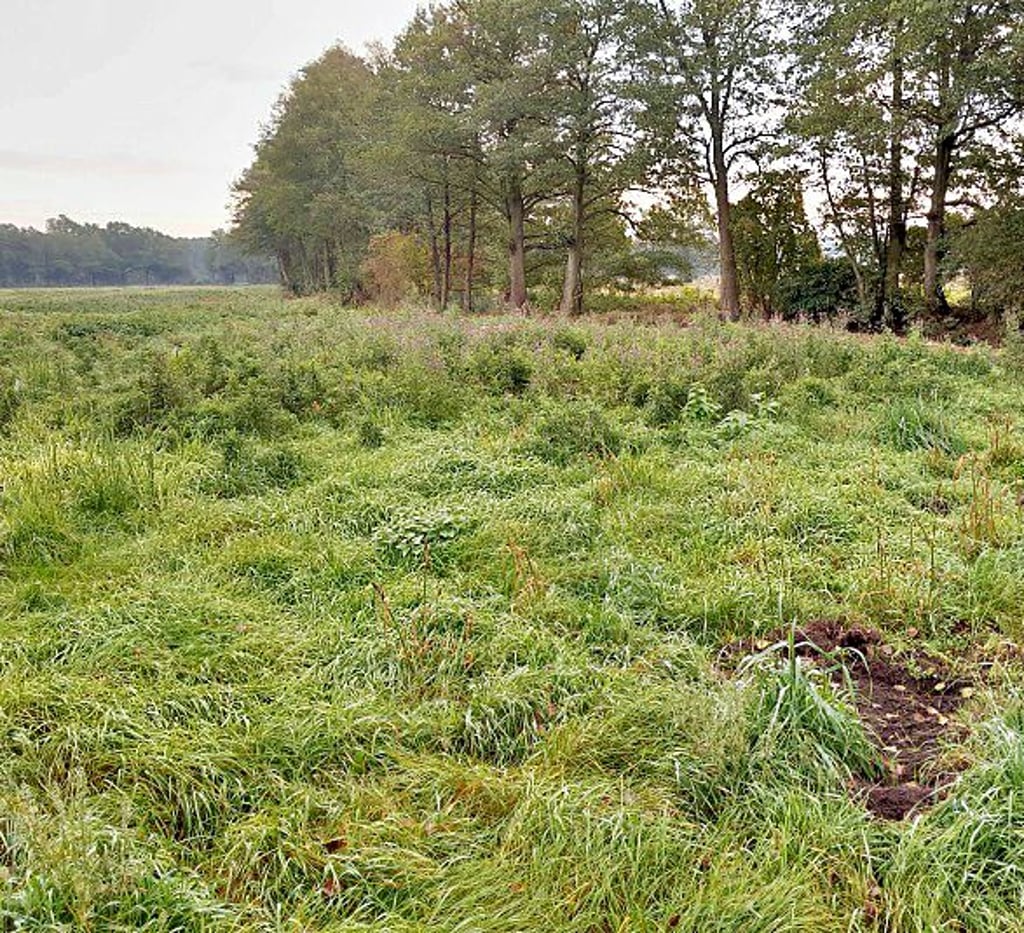 Das einstige Moor bei Nedlitz soll wieder renaturiert werden.