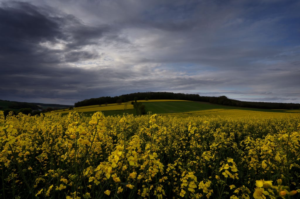 Das Wochenende in Sachsen-Anhalt soll laut Wetterdienst eher von Regen geprägt sein. Örtlich sollen Gewitter möglich sein.