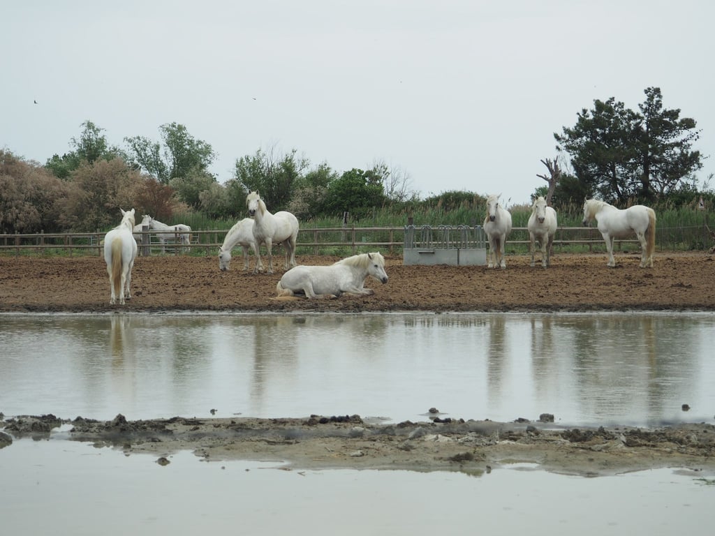 Pferde in der Camargue auf einer Koppel. Der Klimawandel hinterlässt in dem südfranzösischen Delta seine Spuren.