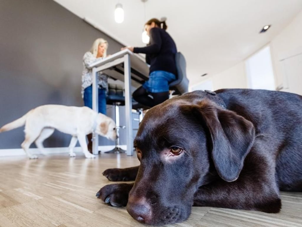 Ein Hund im Büro? Nicht unbedingt ein ungewöhnlicher Anblick.
