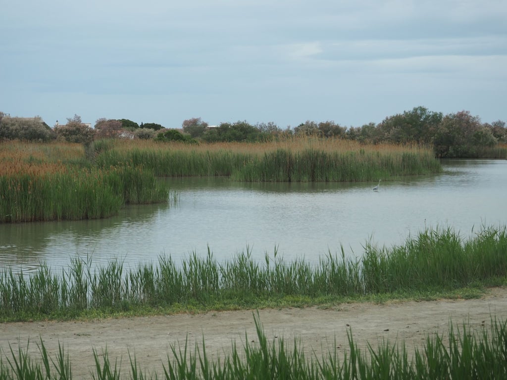 Ein Teich am Rande des Ortes Saintes-Maries-de-la-Mer. Das Meer droht, sich immer größere Teile der flachen Küste einzuverleiben.