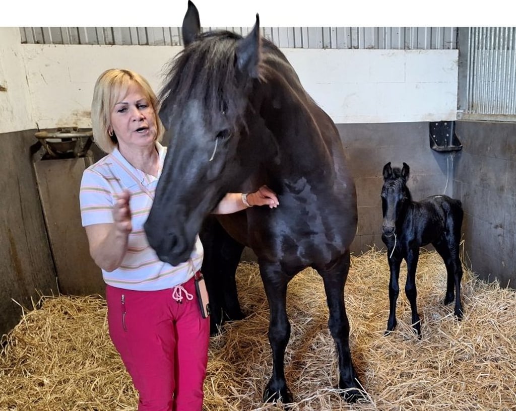 Petra Elling mit der Friesen-Stute Kate und dem 100. Fohlen YK vom Friesenhof Altmark