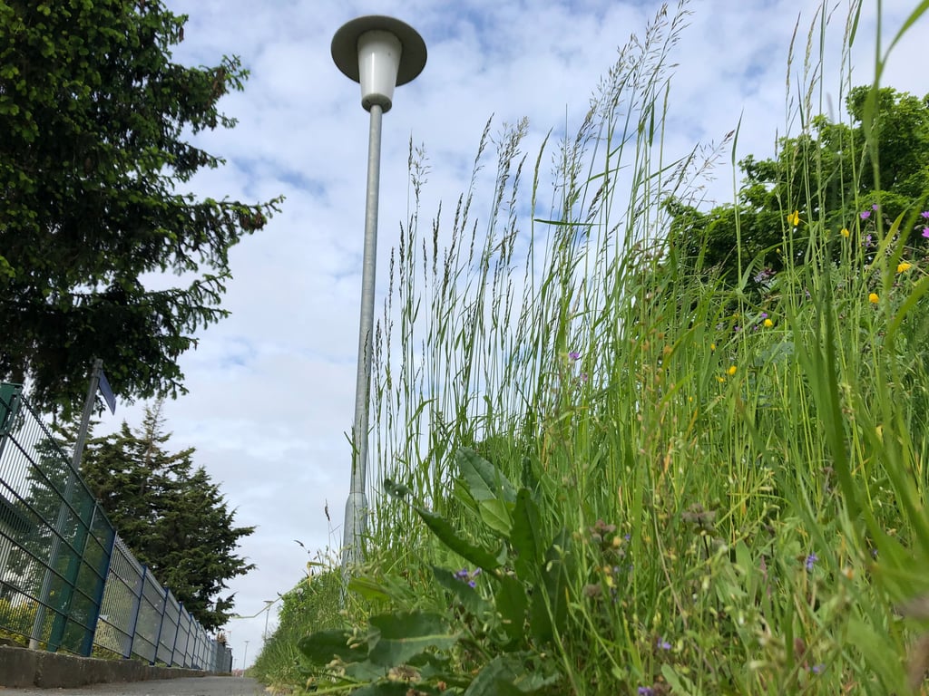 In Nessa wächst das Gras teilweise meterhoch.