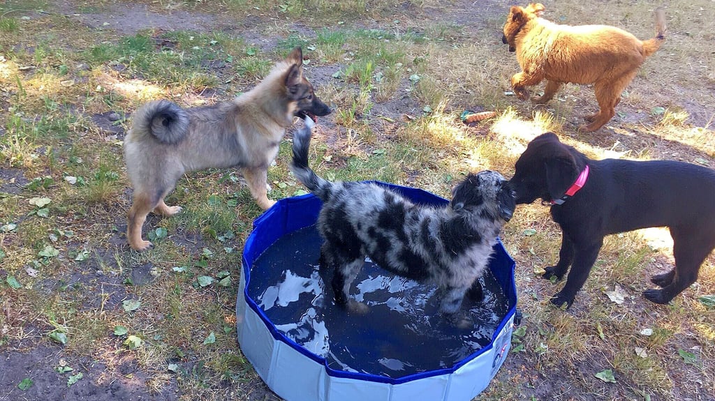 Welpenspielstunde in Stendal beim Hundesportverein: Gerangel im und am Badebecken, von links: Collie-Wolfsspitz Anna, Australian Shepherd Blue, Labrador-Collie-Mix Akeeva und Harzer Fuchs Frieda.